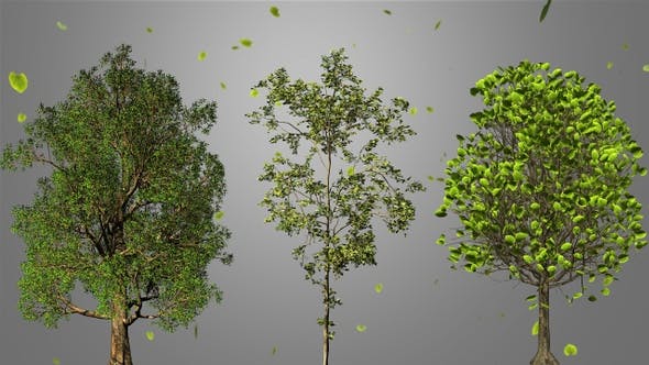 Growing Tree - 23237684 Download Videohive