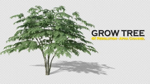 Growing Tree 4K - 22957705 Videohive Download