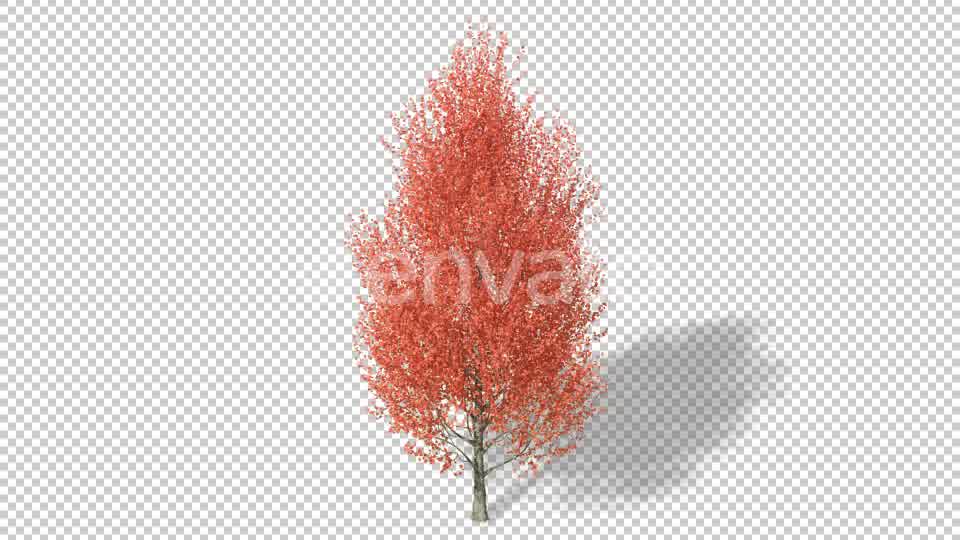 Growing Tree 4K Videohive 22957704 Motion Graphics Image 10