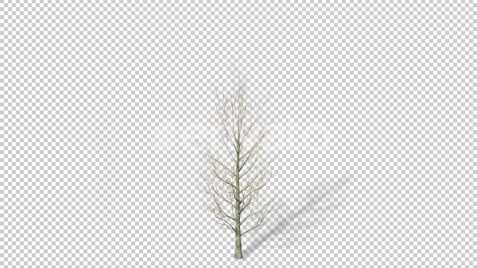 Growing Tree 4K Videohive 22957704 Motion Graphics Image 6