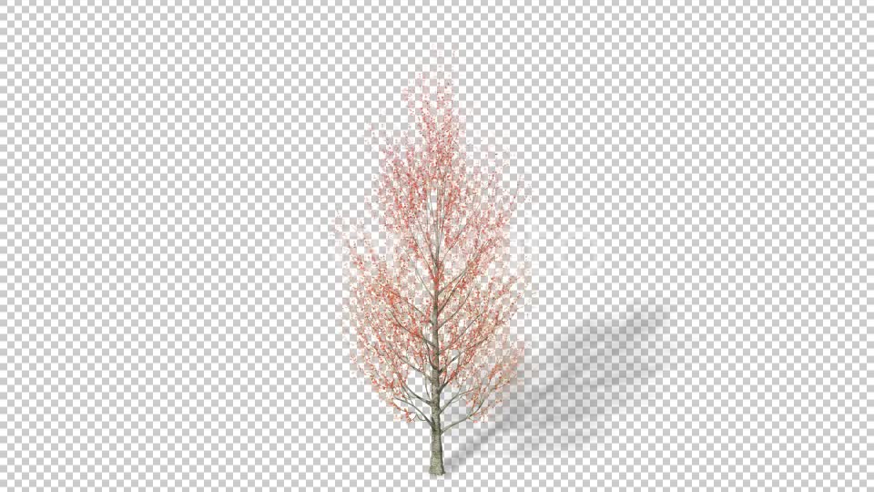 Growing Tree 4K Videohive 22957704 Motion Graphics Image 7