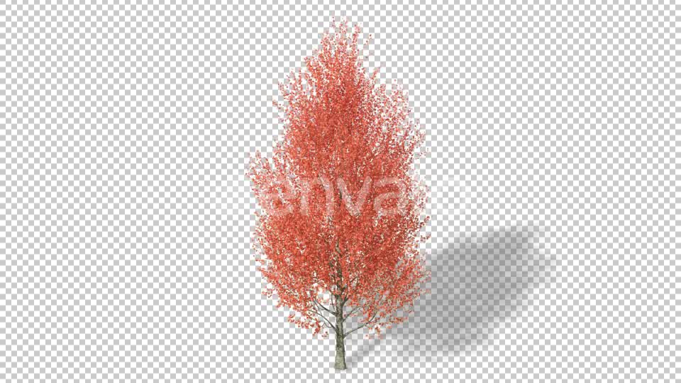 Growing Tree 4K Videohive 22957704 Motion Graphics Image 8