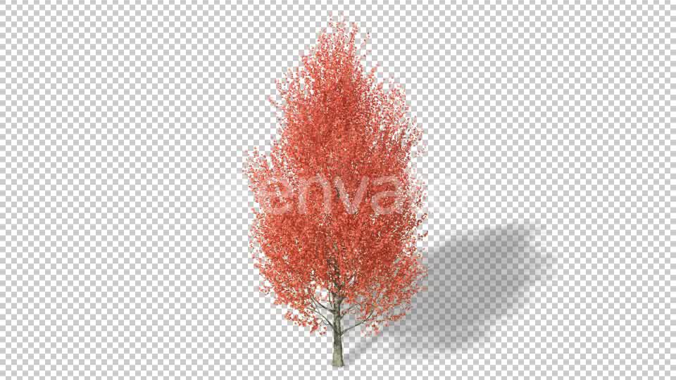 Growing Tree 4K Videohive 22957704 Motion Graphics Image 9