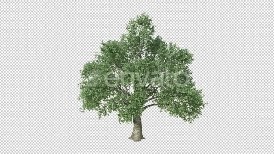 Growing Tree 4K Videohive 22969931 Motion Graphics Image 10