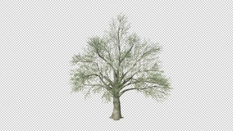 Growing Tree 4K Videohive 22969931 Motion Graphics Image 7