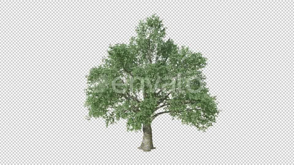 Growing Tree 4K Videohive 22969931 Motion Graphics Image 8