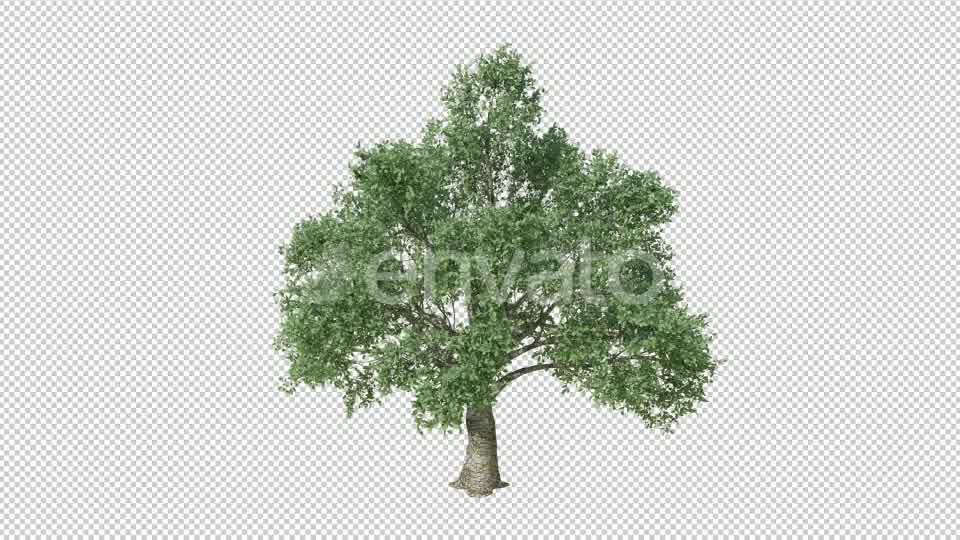 Growing Tree 4K Videohive 22969931 Motion Graphics Image 9
