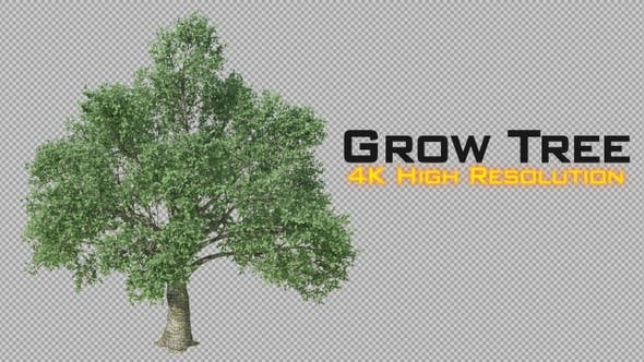 Growing Tree 4K - Videohive Download 22969931