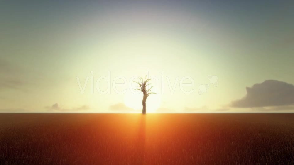 Growing Tree At Sunrise Videohive 19449209 Motion Graphics Image 4