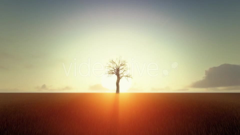 Growing Tree At Sunrise Videohive 19449209 Motion Graphics Image 5