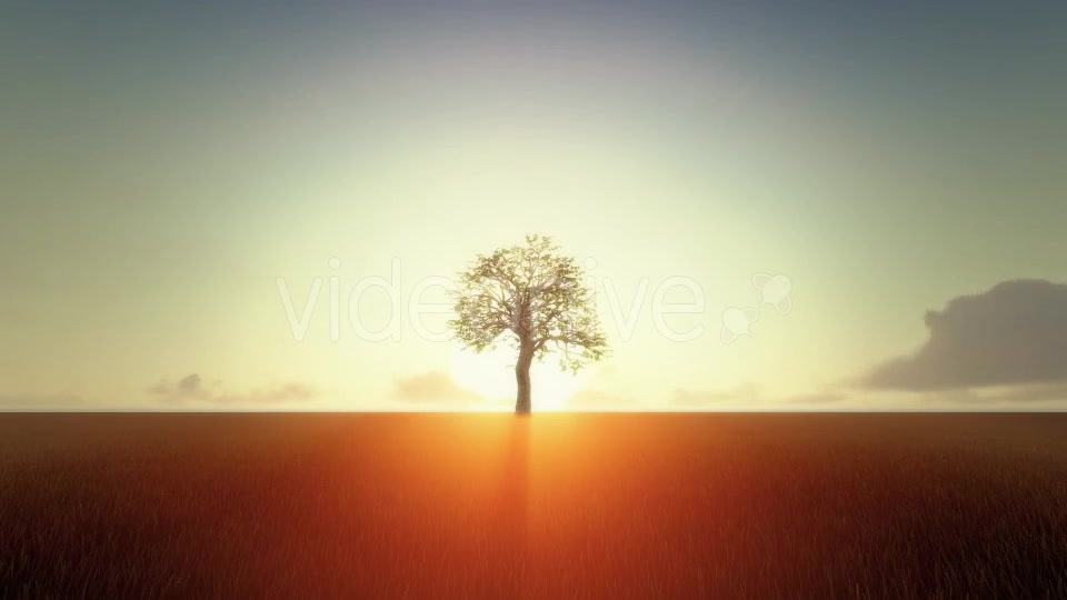 Growing Tree At Sunrise Videohive 19449209 Motion Graphics Image 6