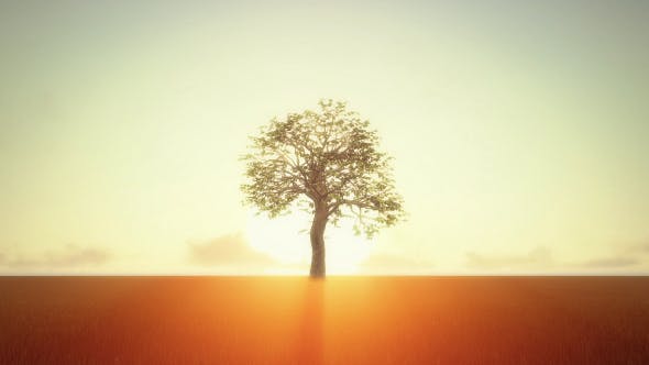 Growing Tree At Sunrise - Videohive Download 19449209