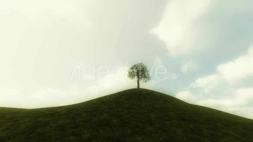 Growing Tree Background Animation Videohive 20777103 Motion Graphics Image 10
