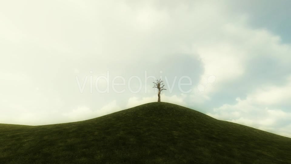 Growing Tree Background Animation Videohive 20777103 Motion Graphics Image 4