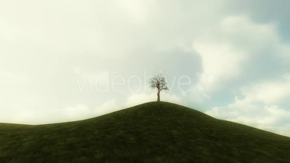 Growing Tree Background Animation Videohive 20777103 Motion Graphics Image 5