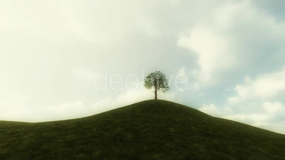 Growing Tree Background Animation Videohive 20777103 Motion Graphics Image 7