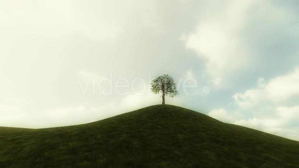 Growing Tree Background Animation Videohive 20777103 Motion Graphics Image 8