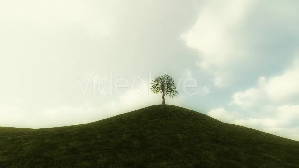 Growing Tree Background Animation Videohive 20777103 Motion Graphics Image 9