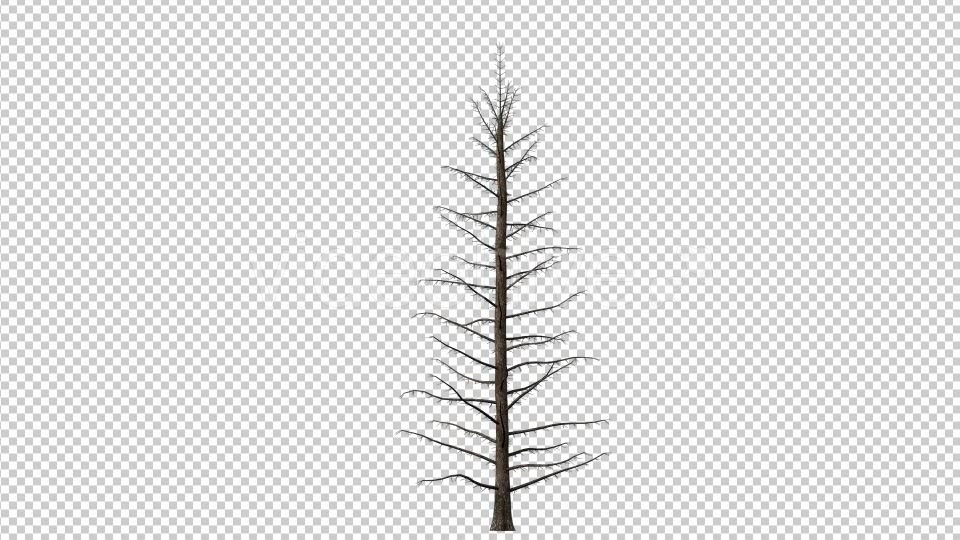 Growing Tree Pine Videohive 16729727 Motion Graphics Image 4