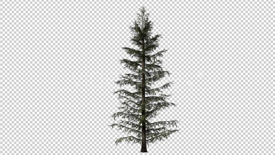 Growing Tree Pine Videohive 16729727 Motion Graphics Image 5