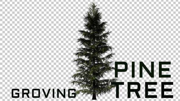 Growing Tree Pine - Download Videohive 16729727