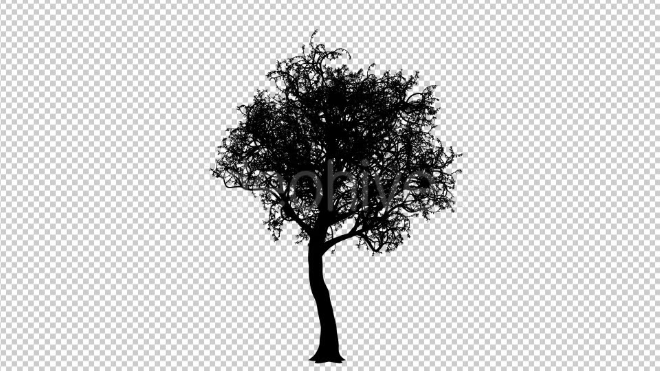 Growing Tree Silhouette Animation Videohive 19519003 Motion Graphics Image 5