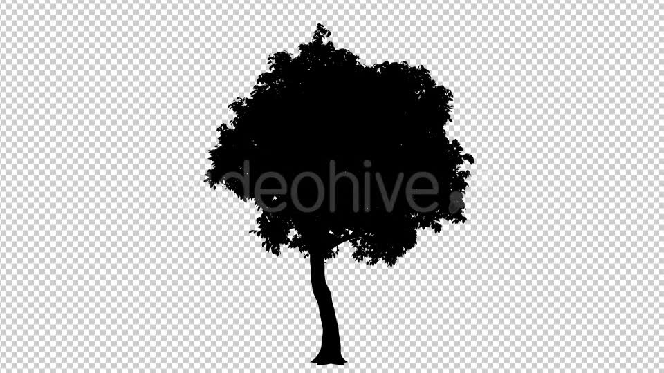 Growing Tree Silhouette Animation Videohive 19519003 Motion Graphics Image 6