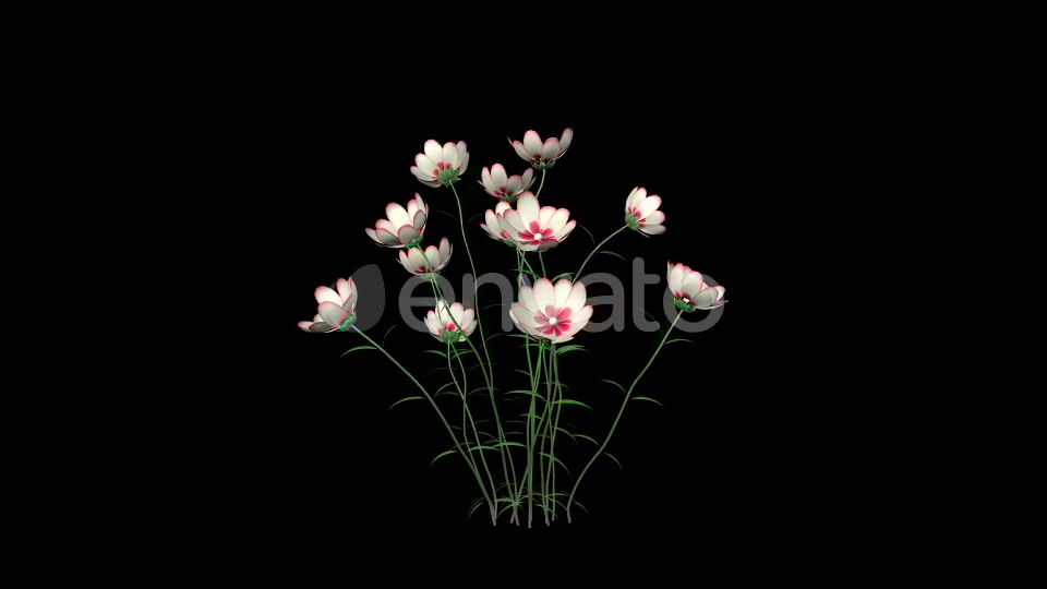 Growing White Flowers Videohive 22392069 Motion Graphics Image 10