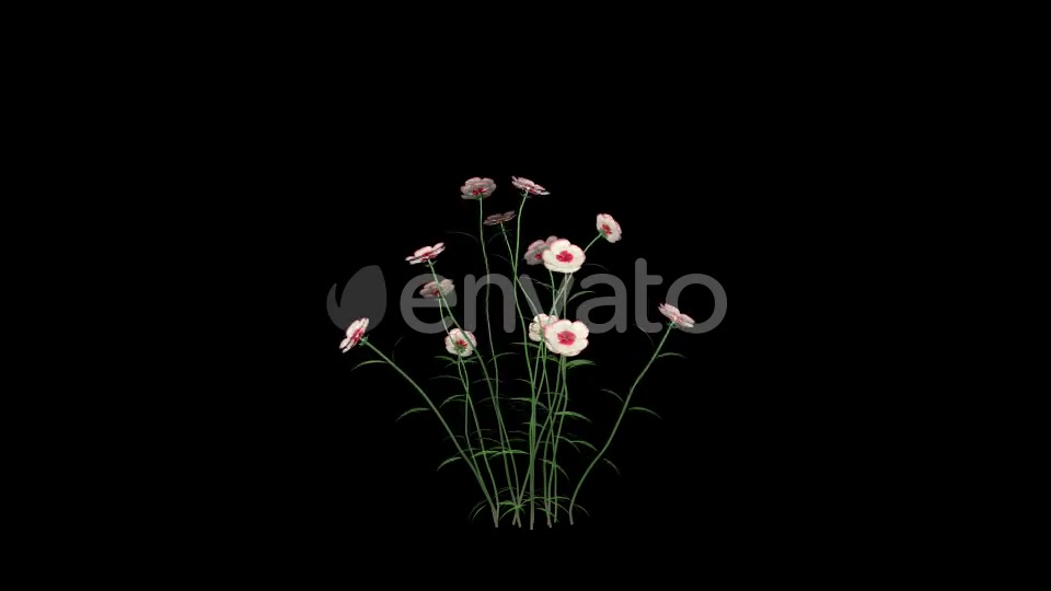 Growing White Flowers Videohive 22392069 Motion Graphics Image 3