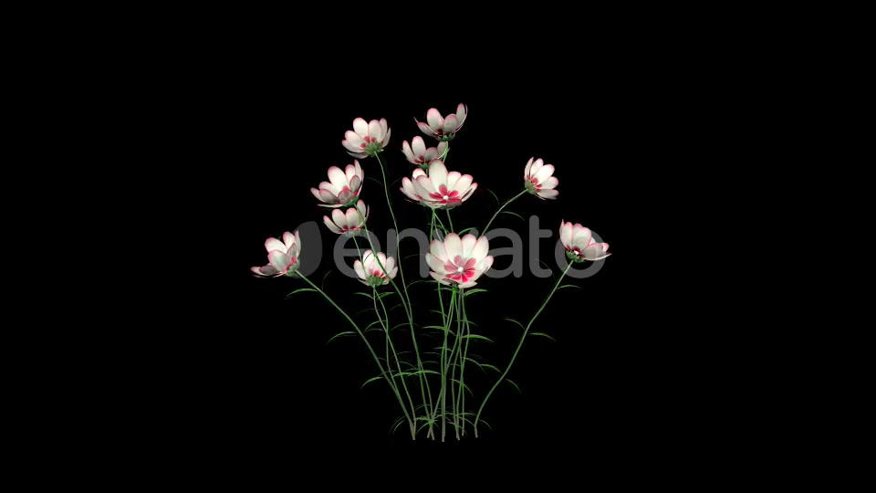 Growing White Flowers Videohive 22392069 Motion Graphics Image 4
