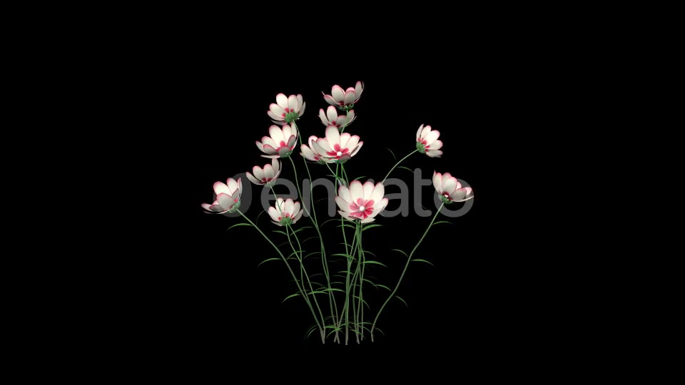 Growing White Flowers Videohive 22392069 Motion Graphics Image 5