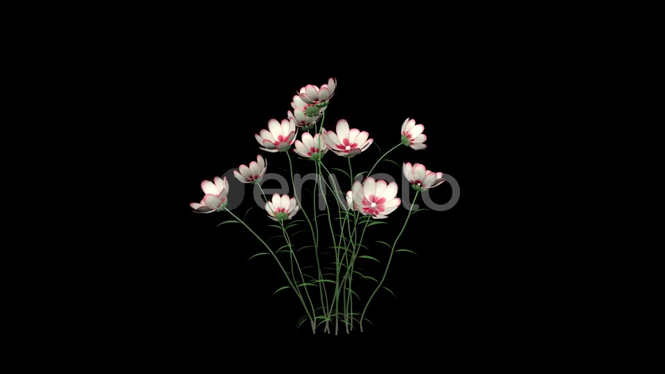 Growing White Flowers Videohive 22392069 Motion Graphics Image 7