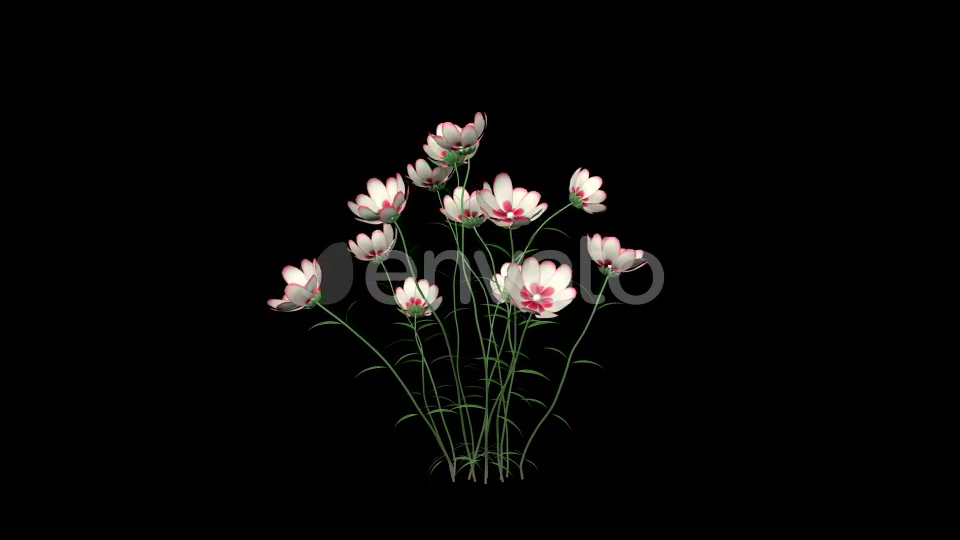 Growing White Flowers Videohive 22392069 Motion Graphics Image 8