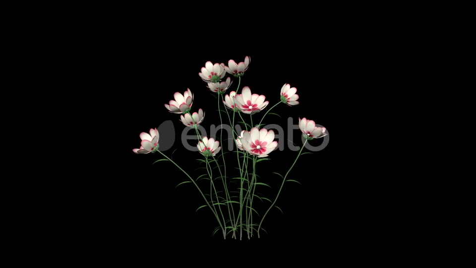 Growing White Flowers Videohive 22392069 Motion Graphics Image 9