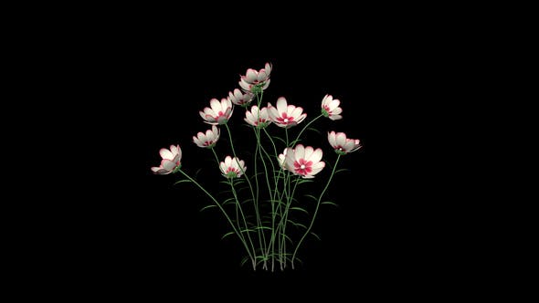 Growing White Flowers - Download Videohive 22392069