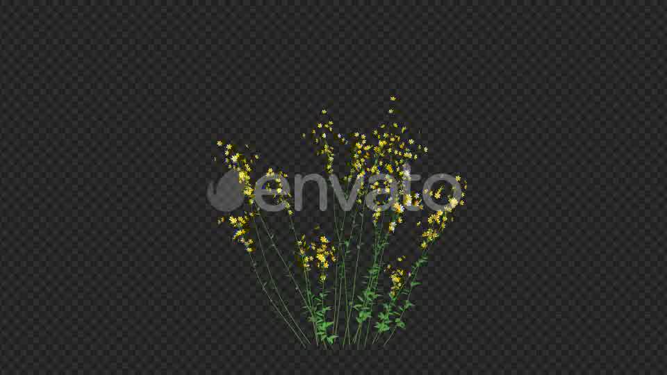Growing Yellow Flower Videohive 22391301 Motion Graphics Image 10