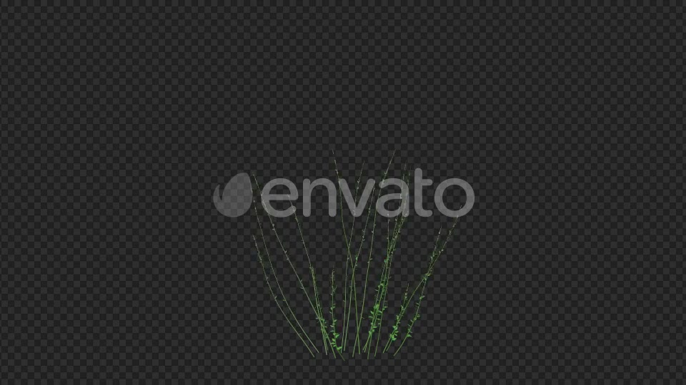 Growing Yellow Flower Videohive 22391301 Motion Graphics Image 3
