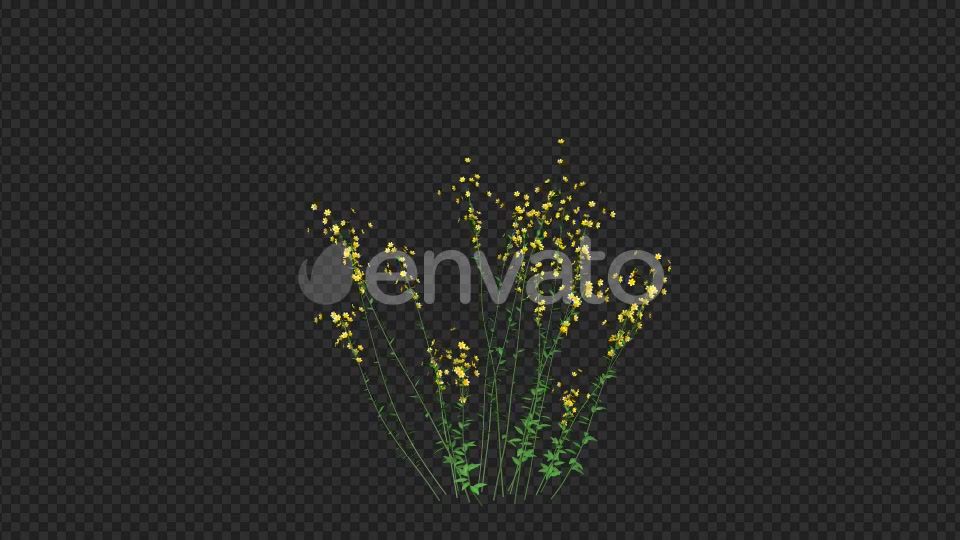 Growing Yellow Flower Videohive 22391301 Motion Graphics Image 4