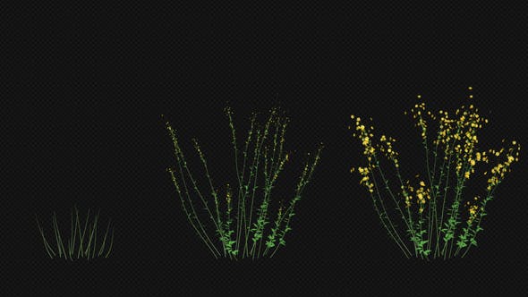 Growing Yellow Flower - 22391301 Videohive Download