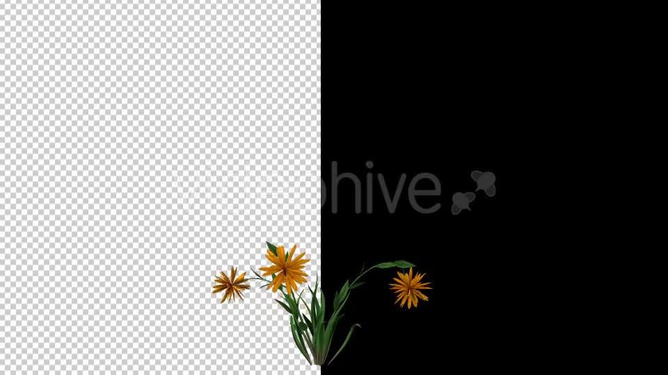 Growing Yellow Flower Videohive 20546151 Motion Graphics Image 1
