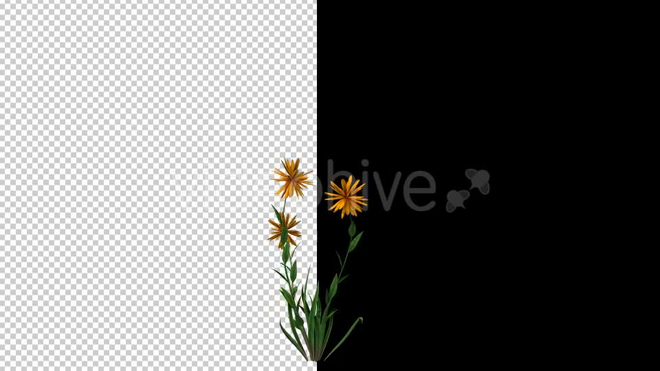 Growing Yellow Flower Videohive 20546151 Motion Graphics Image 2