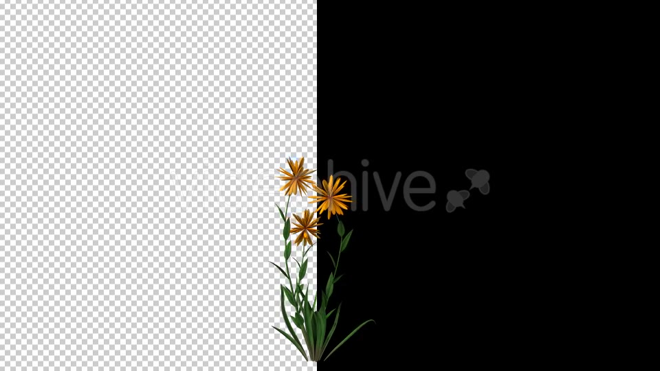 Growing Yellow Flower Videohive 20546151 Motion Graphics Image 3