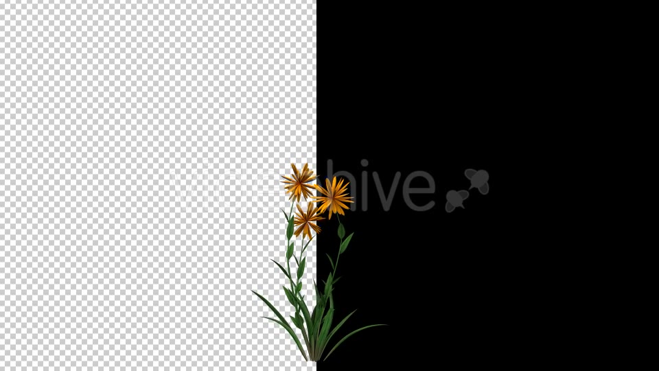 Growing Yellow Flower Videohive 20546151 Motion Graphics Image 5