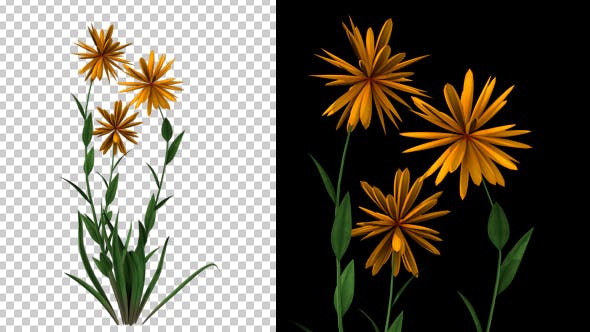 Growing Yellow Flower - Download Videohive 20546151