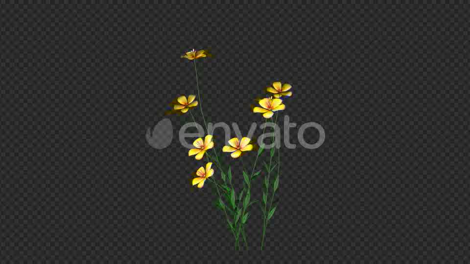 Growing Yellow Flower Videohive 22391235 Motion Graphics Image 10