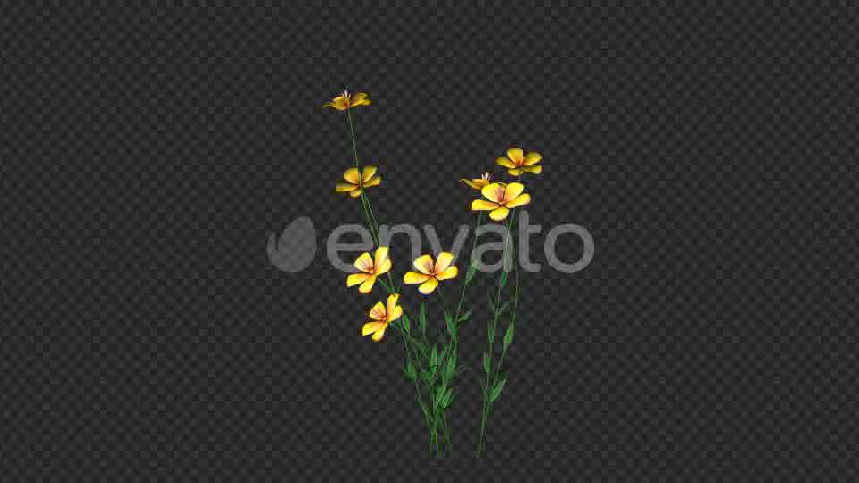 Growing Yellow Flower Videohive 22391235 Motion Graphics Image 11