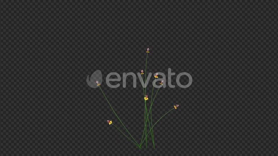 Growing Yellow Flower Videohive 22391235 Motion Graphics Image 2