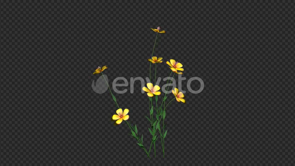 Growing Yellow Flower Videohive 22391235 Motion Graphics Image 3