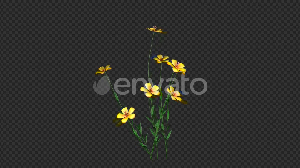Growing Yellow Flower Videohive 22391235 Motion Graphics Image 4