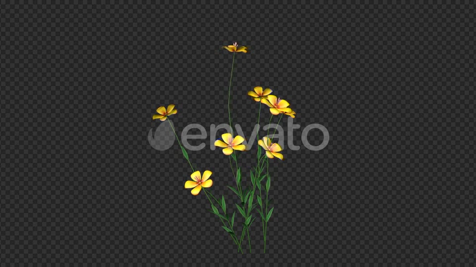 Growing Yellow Flower Videohive 22391235 Motion Graphics Image 5